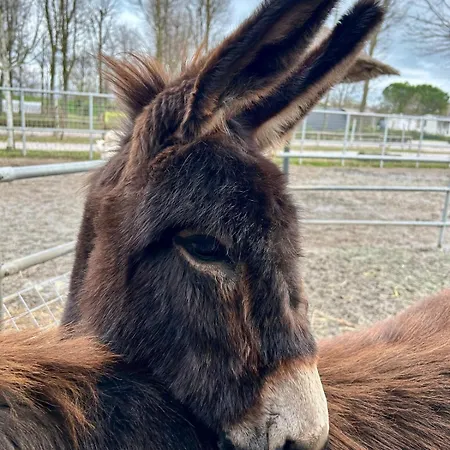 Nonno Mario Alloggio per agriturismo